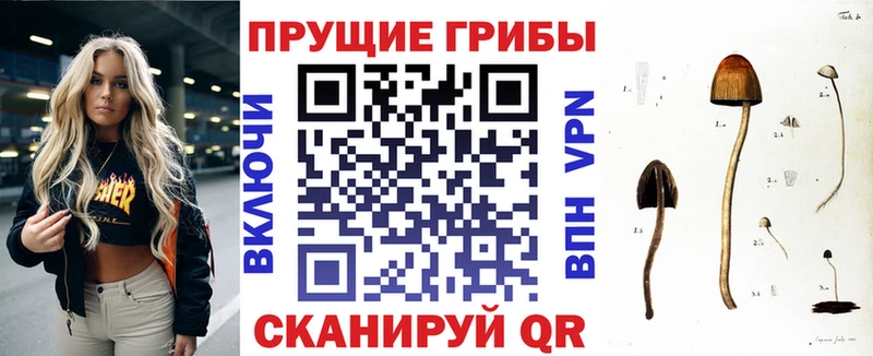 как найти закладки  Оха  Псилоцибиновые грибы GOLDEN TEACHER 